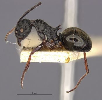 Media type: image;   Entomology 21231 Aspect: habitus lateral view